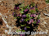 click for images of the woodland plantings